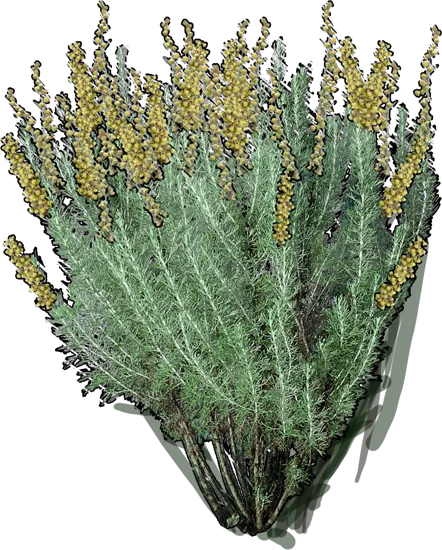 Plant - California sagebrush