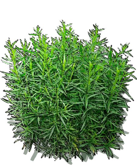 Plant - Tarragon