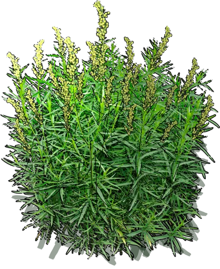 Plant - Tarragon