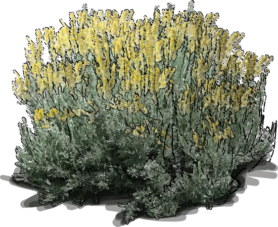 Plant - Big Sagebrush