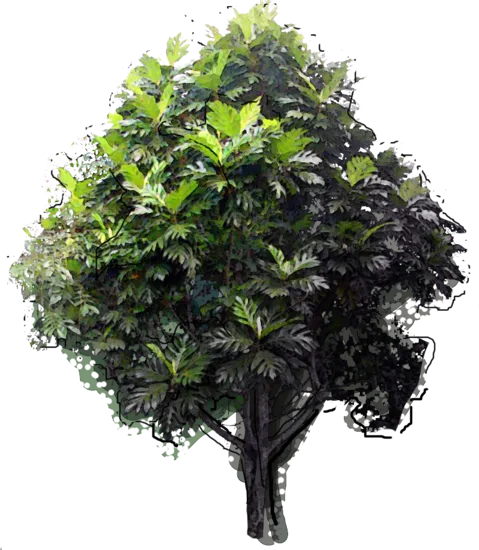 Plant - Breadfruit