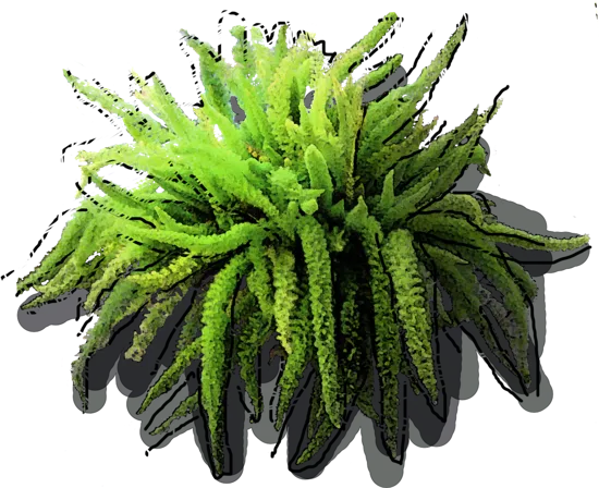 Plant - Asparagus densiflorus \u0027Myersii\u0027