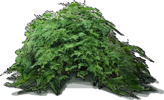 Plant - Asparagus fern
