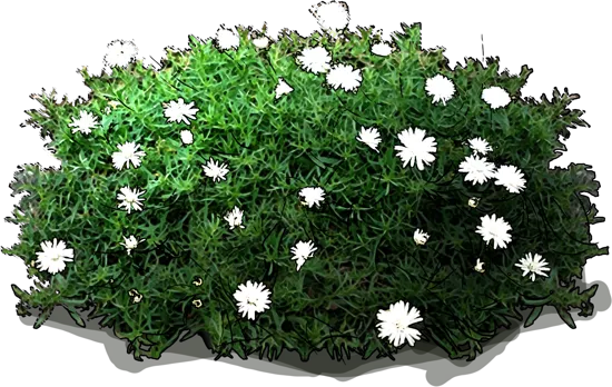 Plant - Aster ericoides f. prostratus Snow Flurry