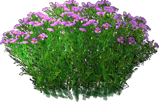 Plant - New England Asters