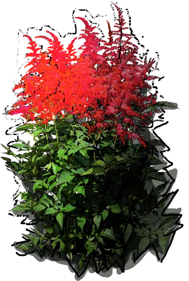 Plant - Astilbe japonica Montgomery