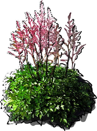 Plant - Astilbe simplicifolia hybrid Hennie Graafland