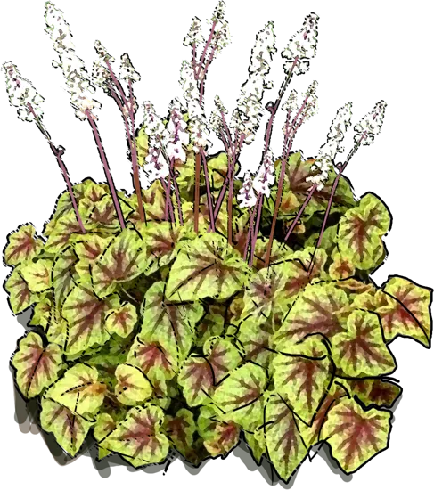 Plant - Heucherella Alabama Sunrise