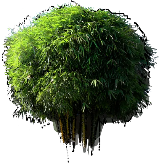 Plant - Wamin Bamboo