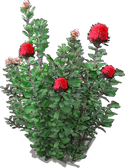 Plant - Scarlet Banksia