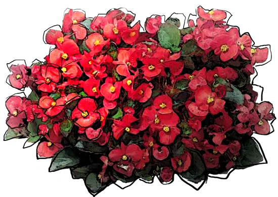 Plant - Wax Begonia