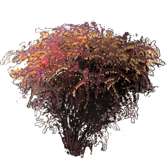 Plant - Dwarf Purple Barberry