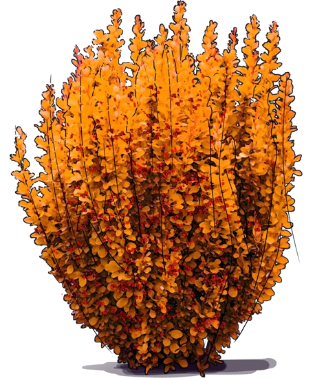 Plant - Japanese barberry \u0027Golden Tower\u0027