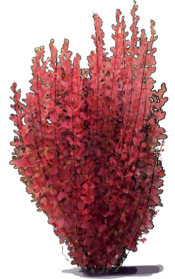 Plant - Japanese barberry \u0027Red Rocket\u0027