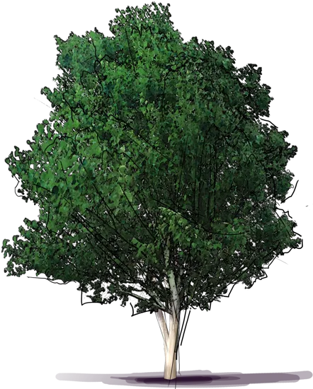 Plant - Betula \u0027Silver Shadow\u0027