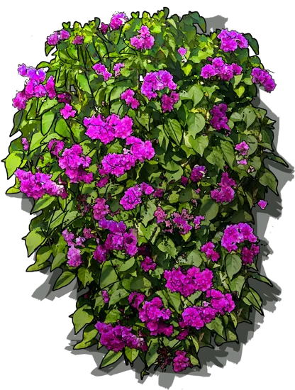 Plant - Purple Queen Bougainvillea