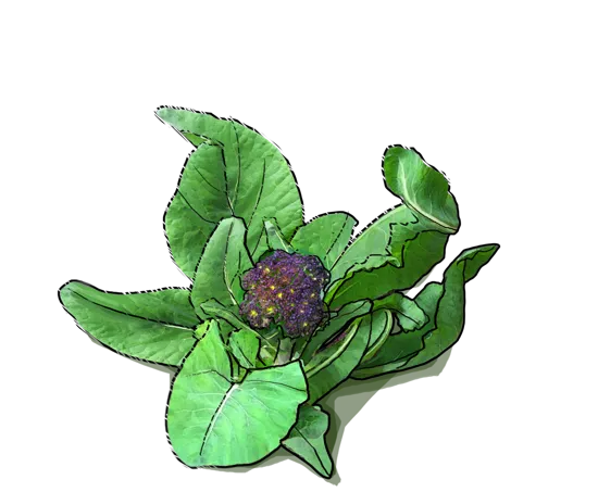 Plant - Purple cauliflower