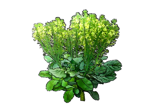 Plant - Broccoli \u0027Parthenon\u0027
