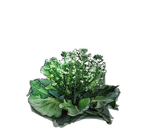Plant - Romanesco cauliflower