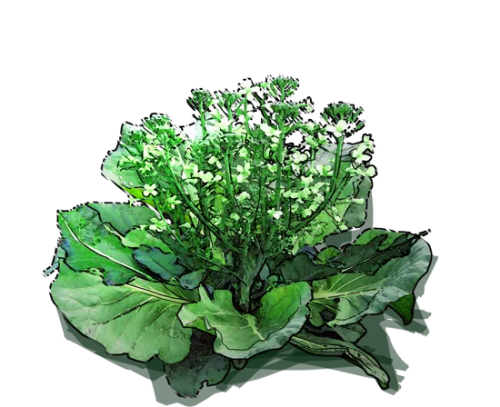 Plant - Green cauliflower