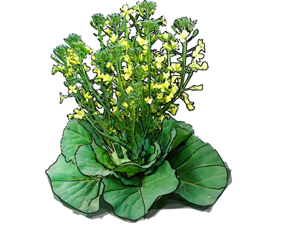 Plant - White cabbage