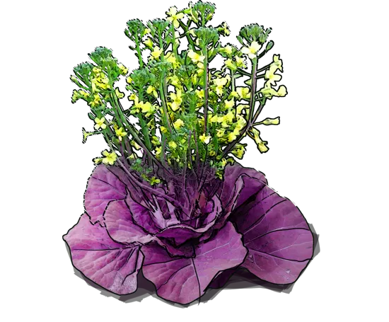 Plant - Red cabbage