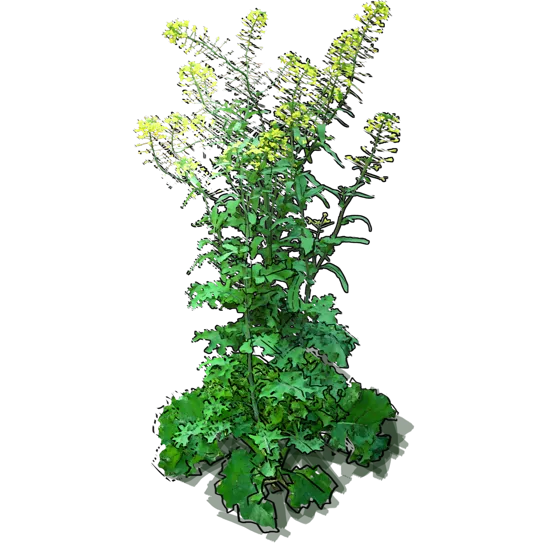 Plant - Kale