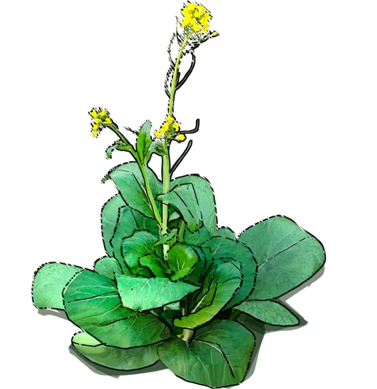 Plant - Pak choi cabbage