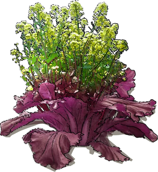 Plant - Purple Chinese Cabbage