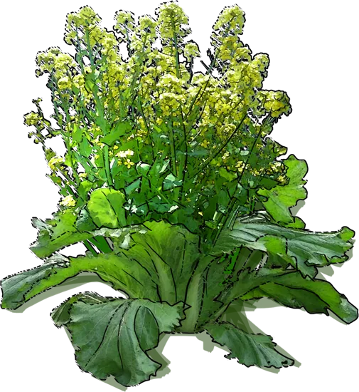 Plant - Chinese cabbage