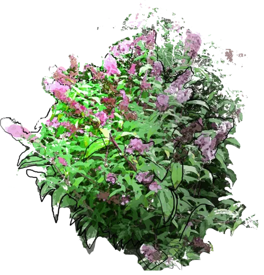 Plant - Butterly Bush \u0027Pink Delight\u0027