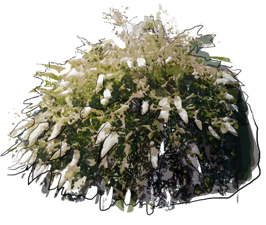 Plant - Butterfly Bush \u0027White Profusion\u0027