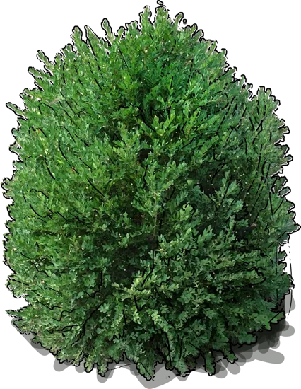 Plant - Boxwood \u0027Green Mountain\u0027