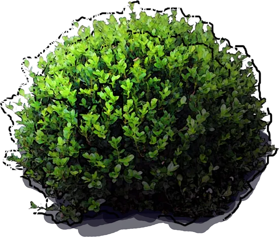 Plant - Boxwoods microphylla \u0027Faulkner\u0027