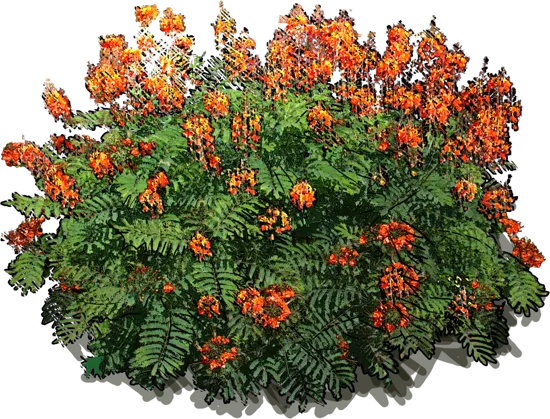 Plant - Caesalpinia pulcherrima