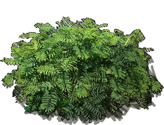 Plant - Caesalpinia pulcherrima