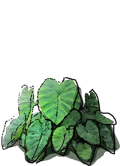 Plant - Caladium bicolor