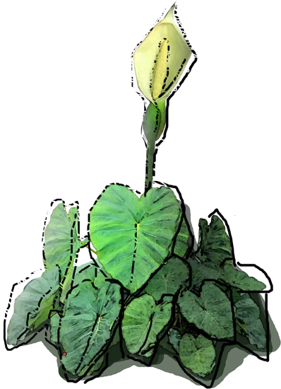 Plant - Caladium bicolor