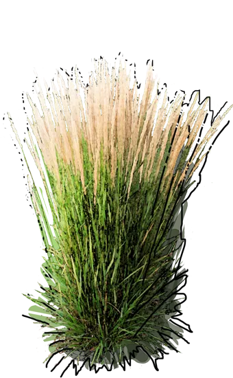 Plant - Calamagrostis acutiflora