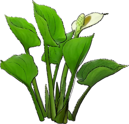 Plant - Water Arum