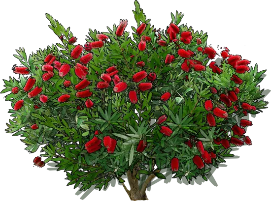Plant - Crimson Bottlebrush \u0027Splendens\u0027