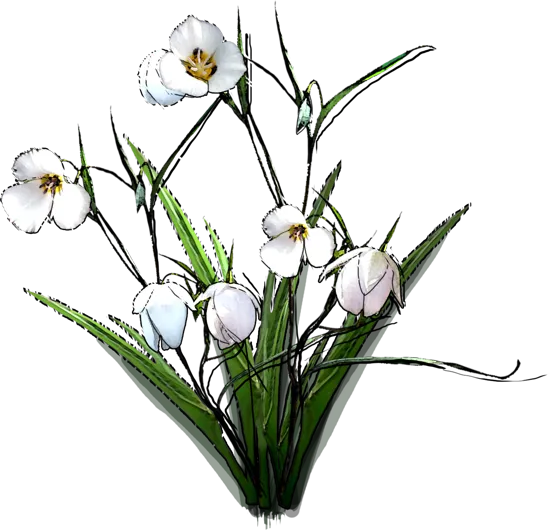 Plant - Calochortus white