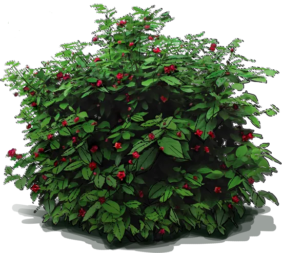 Plant - Sweetshrub \u0027Aphrodite\u0027