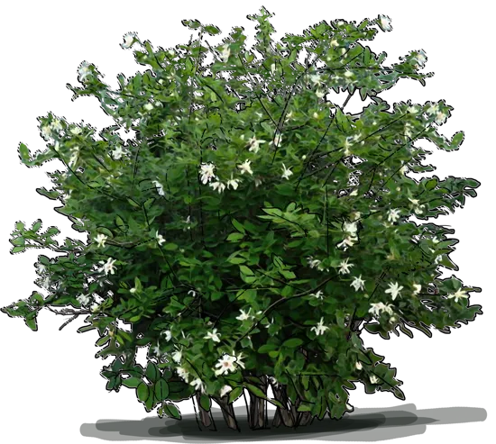 Plant - Sweetshrub \u0027Venus\u0027