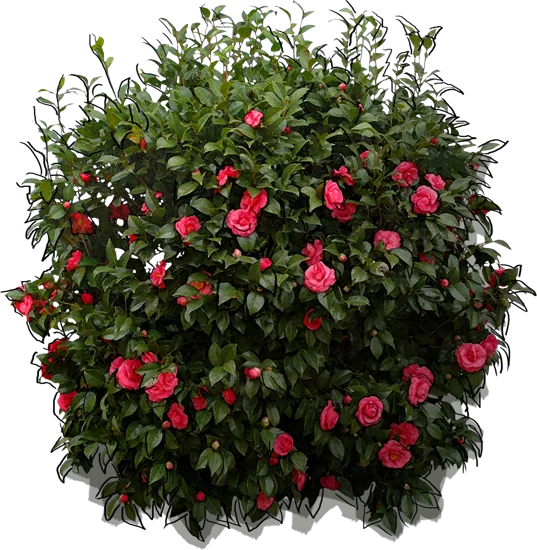 Plant - Japanese Camellia