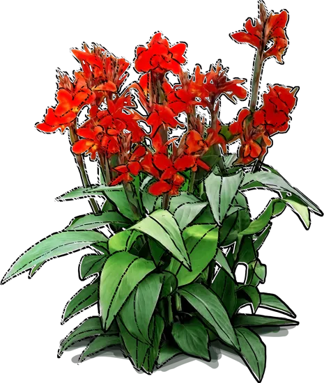 Plant - Canna Lily \u0027Brilliant\u0027