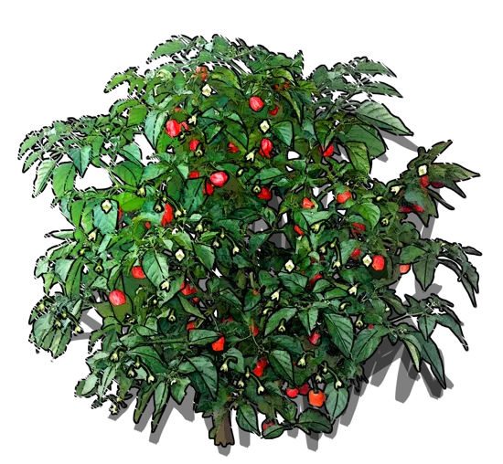 Plant - Carolina Reaper pepper