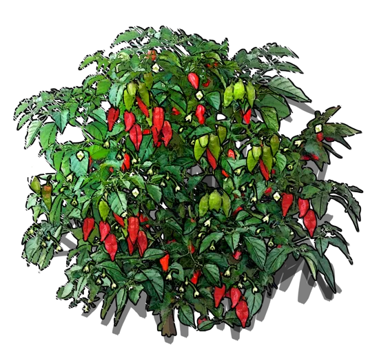 Plant - Naga Jolokia pepper