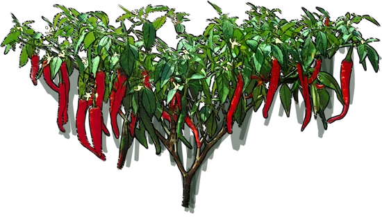 Plant - Pepper