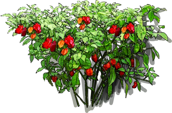 Plant - Habanero pepper